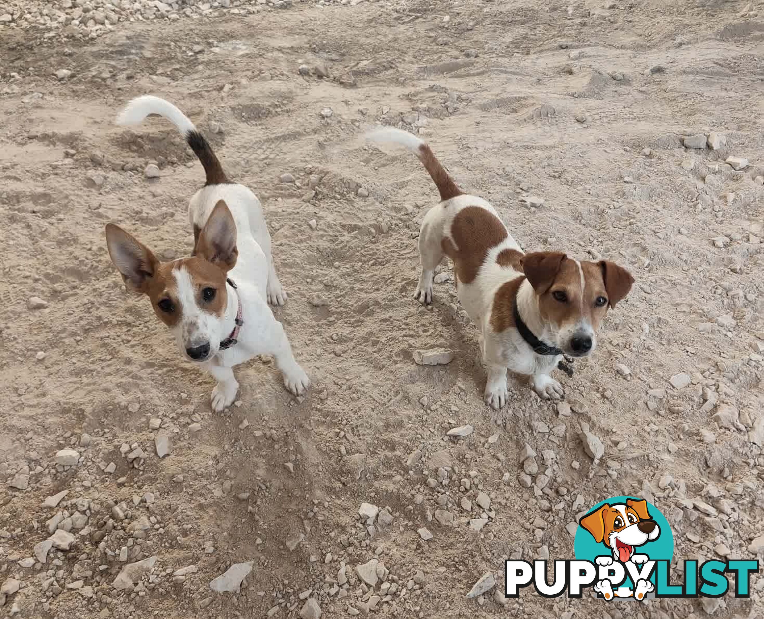 Jack Russell Terrier Pups