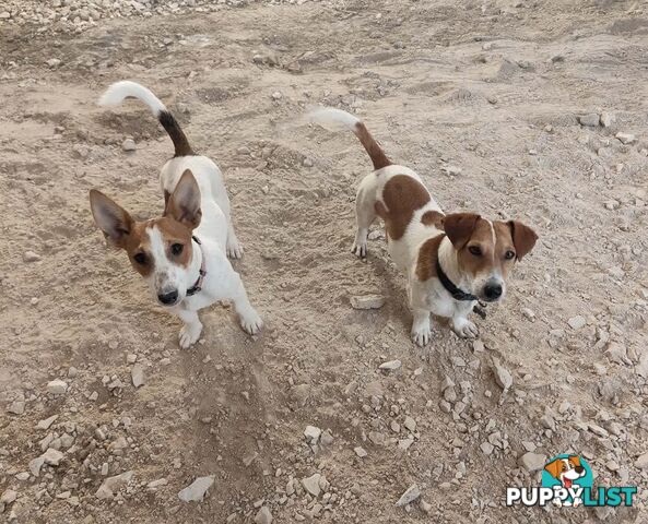 Jack Russell Terrier Pups