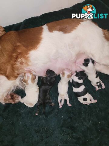 CAVOODLE PUPS microchipped vaccinated and wormed