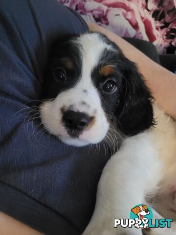 CAVOODLE PUPS microchipped vaccinated and wormed REDUCED