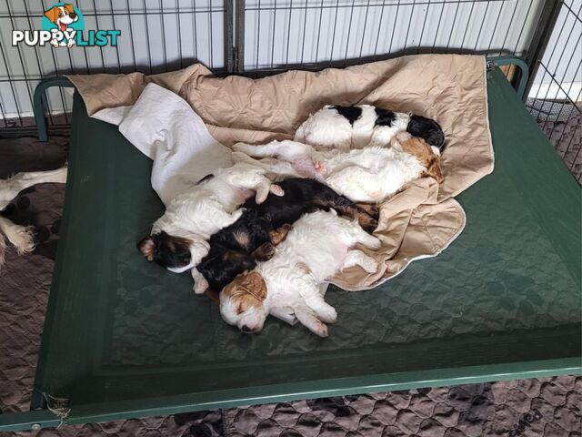 CAVOODLE PUPS microchipped vaccinated and wormed REDUCED