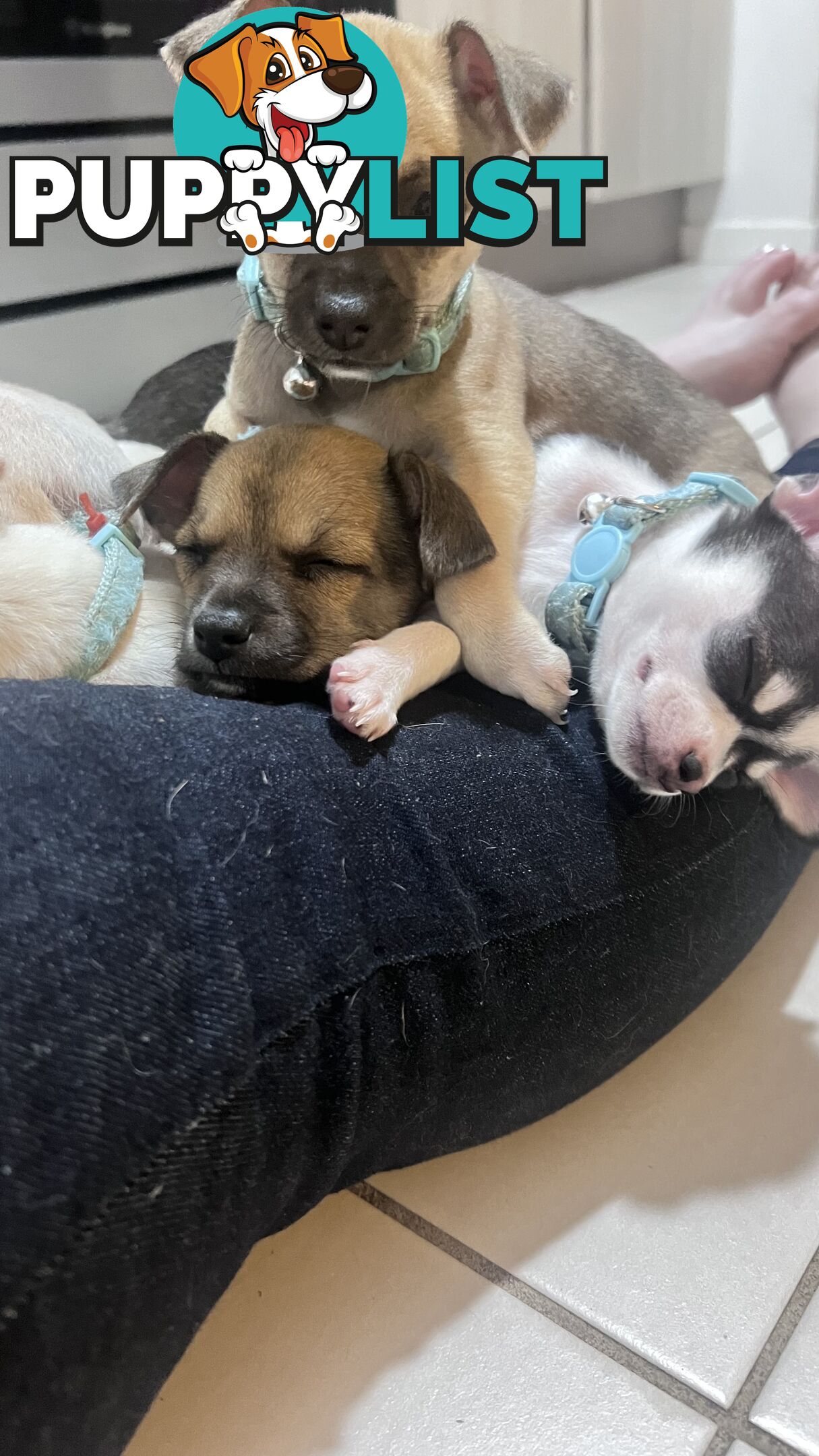 Chihuahua pups