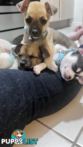 Chihuahua pups