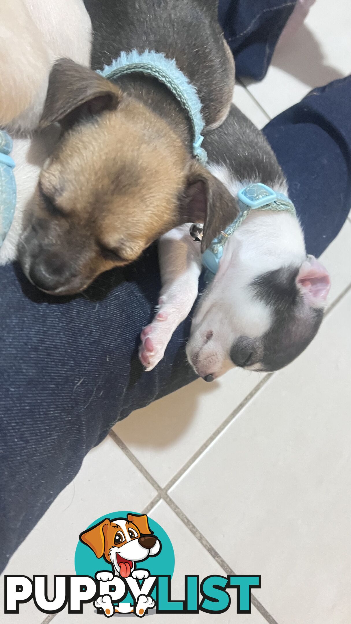 Chihuahua pups