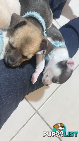 Chihuahua pups