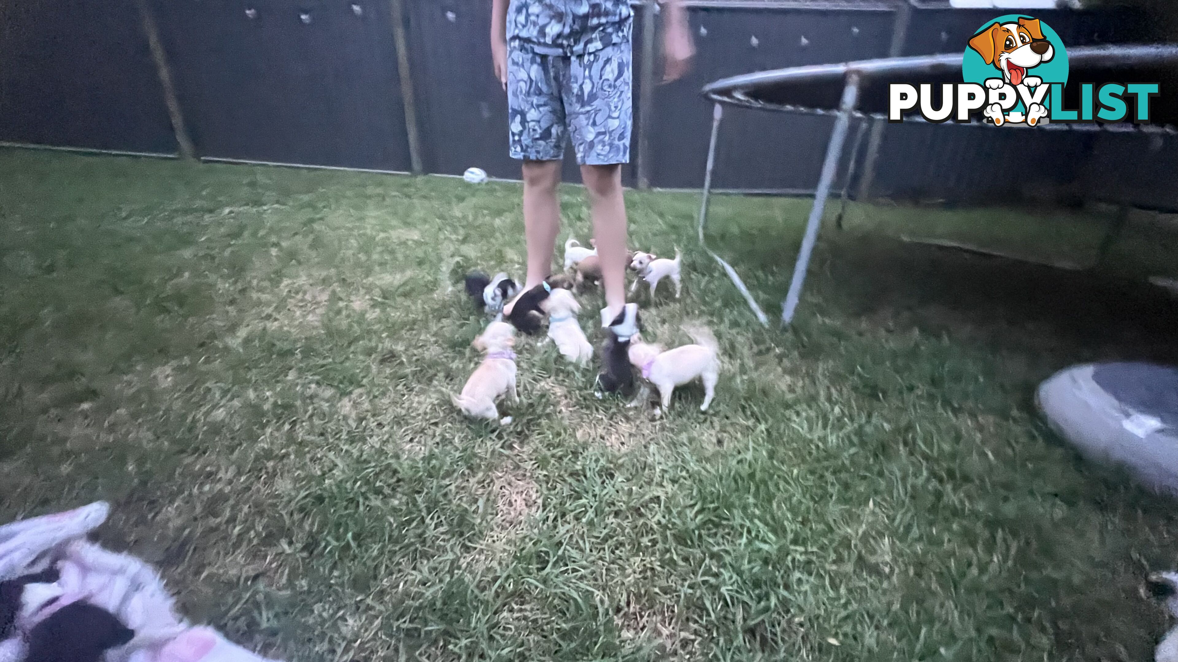 Chihuahua pups