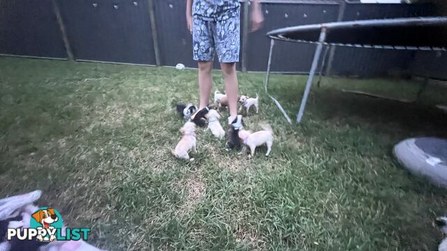 Chihuahua pups