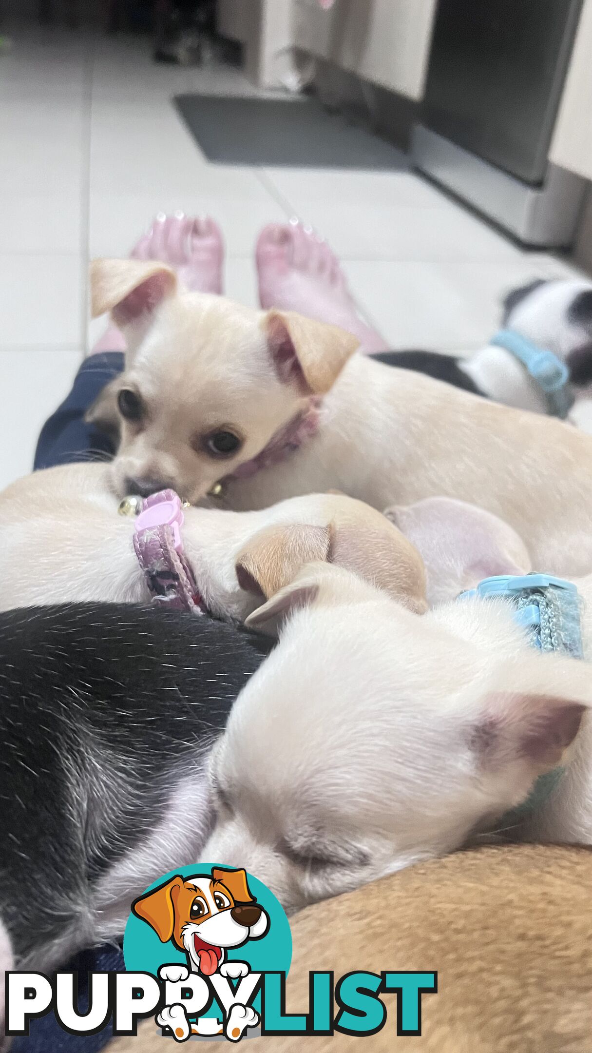 Chihuahua pups