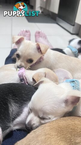 Chihuahua pups