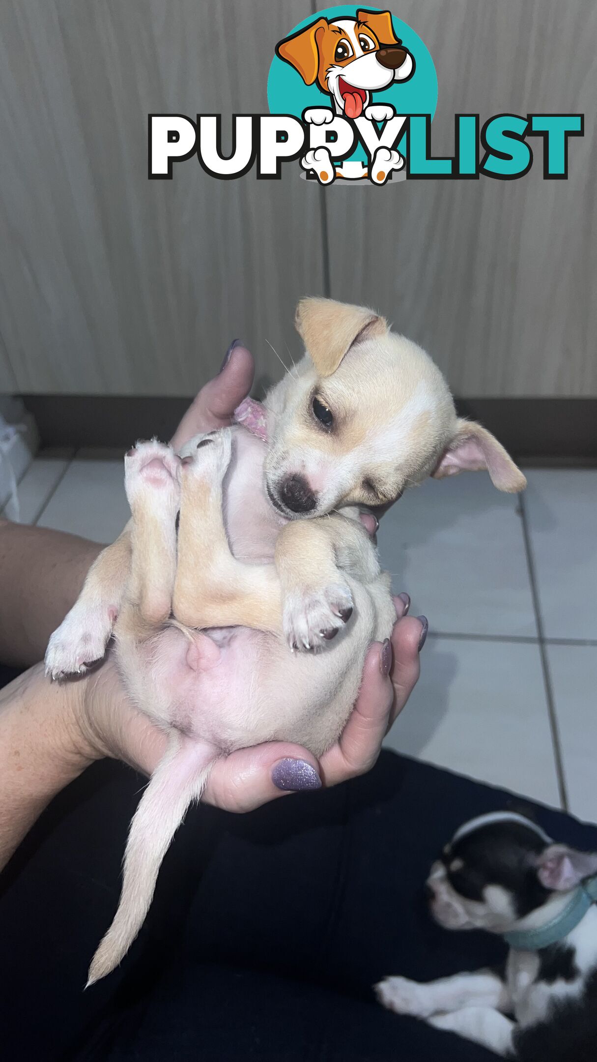 Chihuahua pups