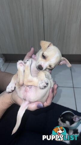 Chihuahua pups