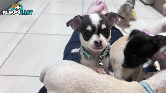 Chihuahua pups