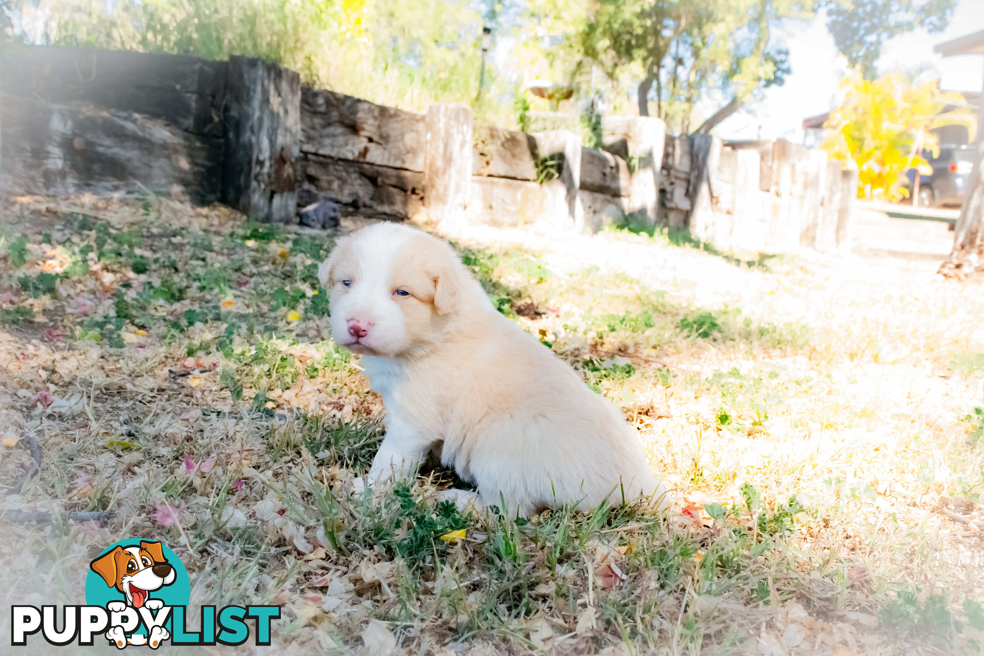 Purebred Border Collie Puppies