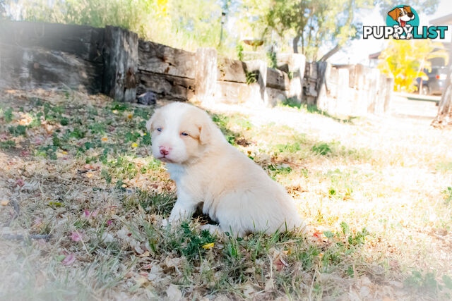 Purebred Border Collie Puppies
