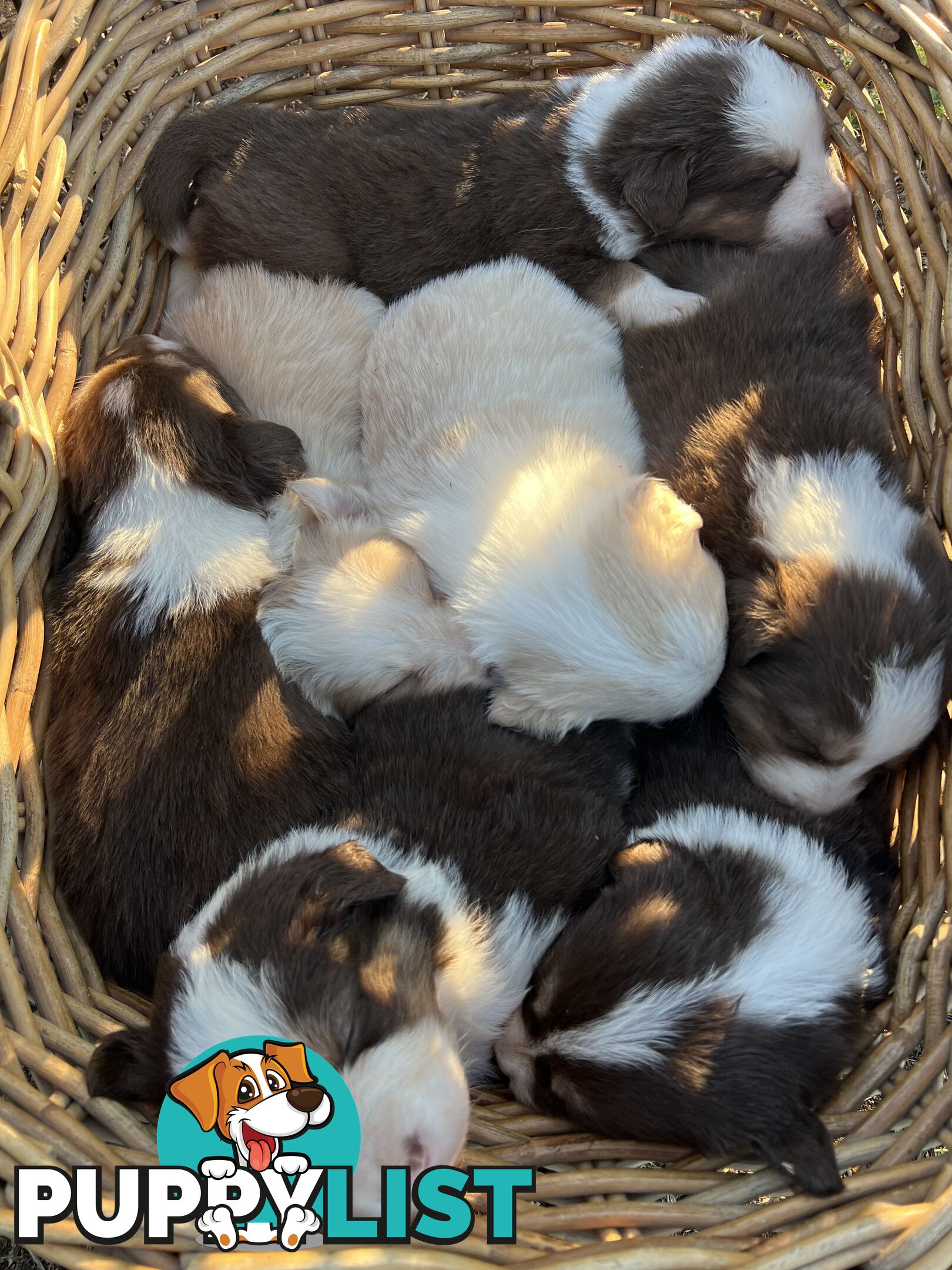 Purebred Border Collie Puppies