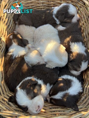 Purebred Border Collie Puppies