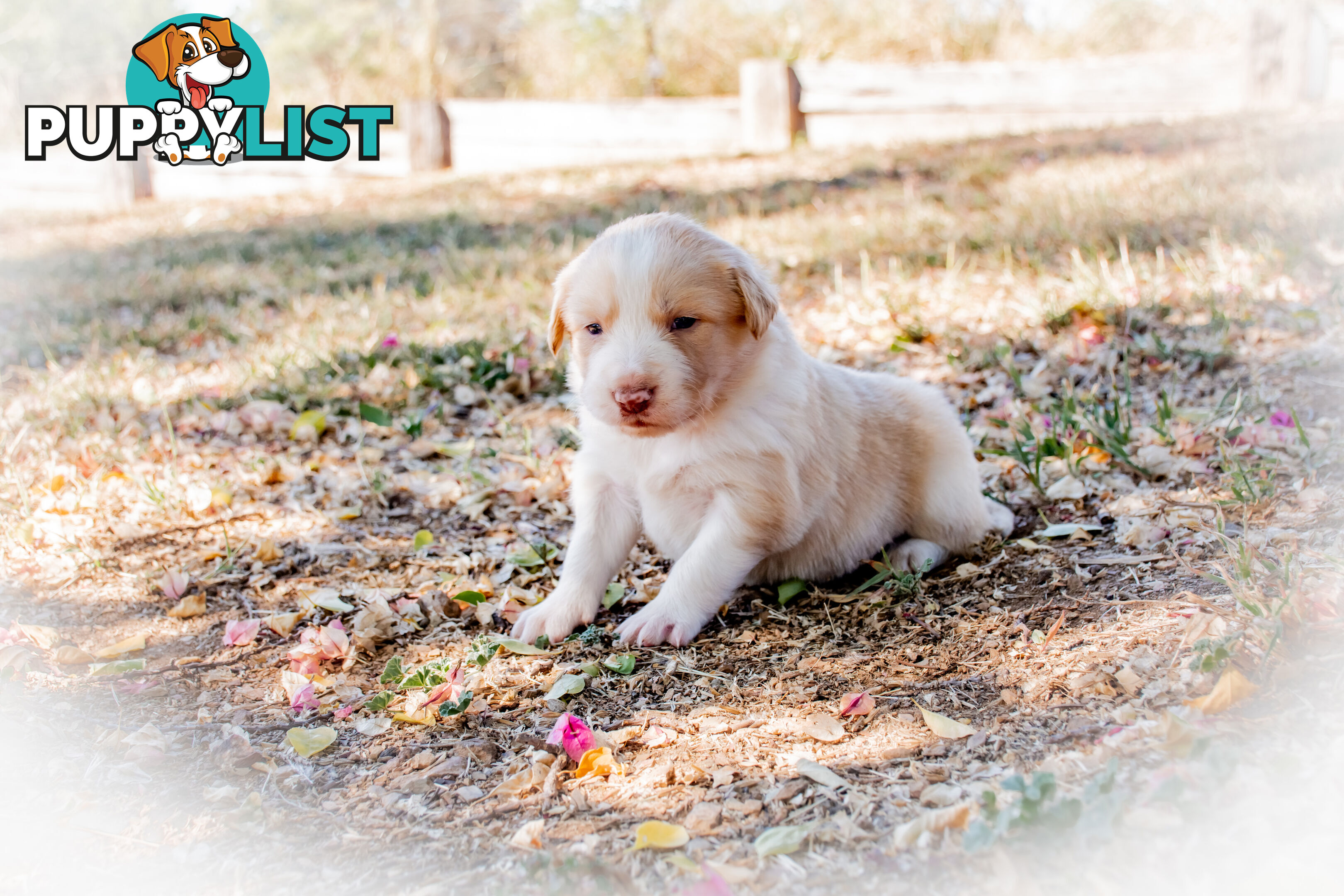 Purebred Border Collie Puppies