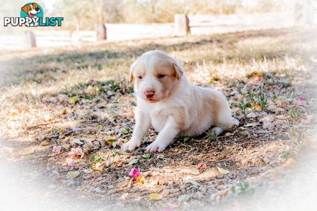 Purebred Border Collie Puppies