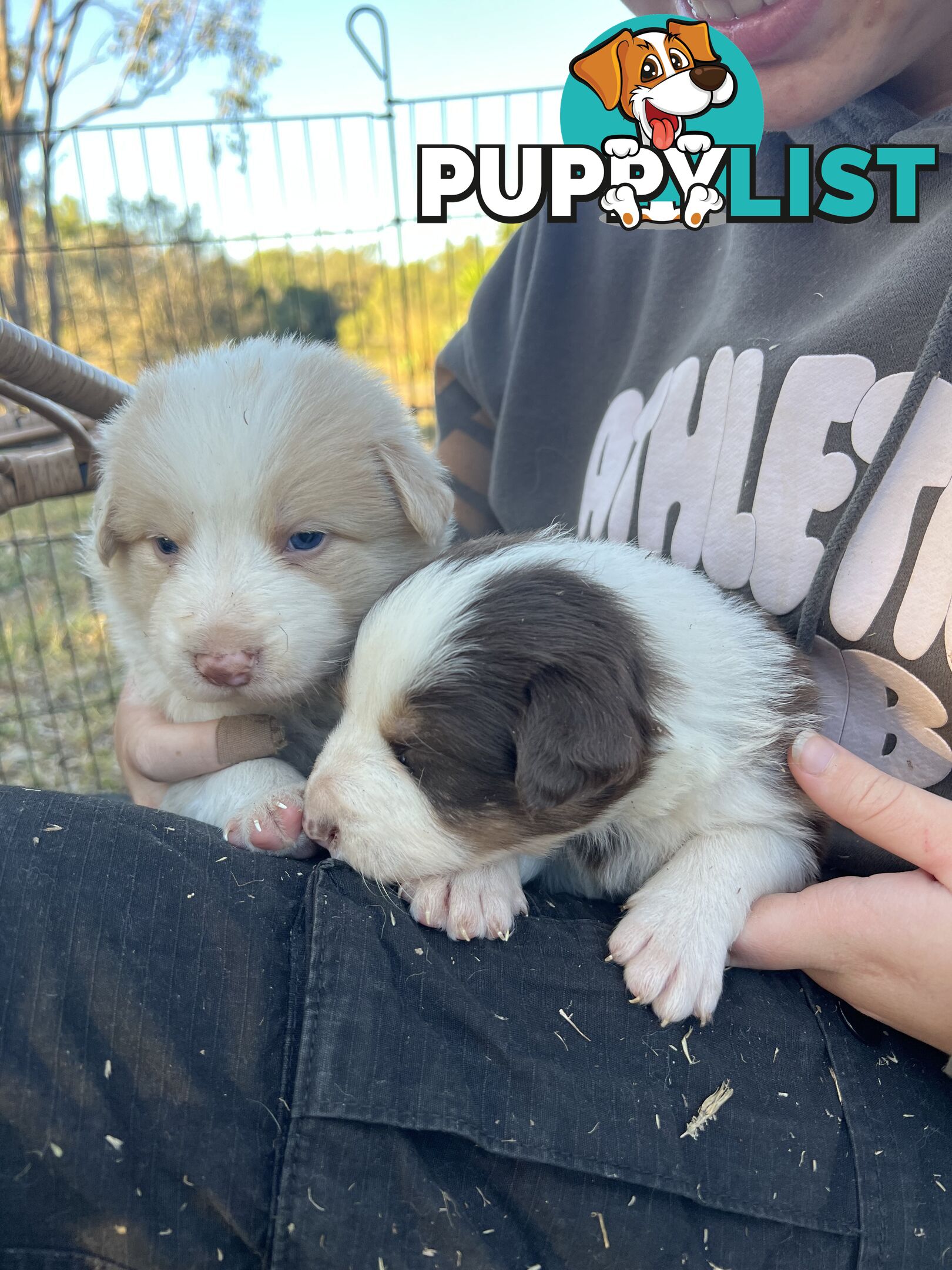 Purebred Border Collie Puppies