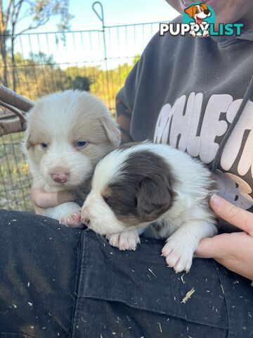 Purebred Border Collie Puppies