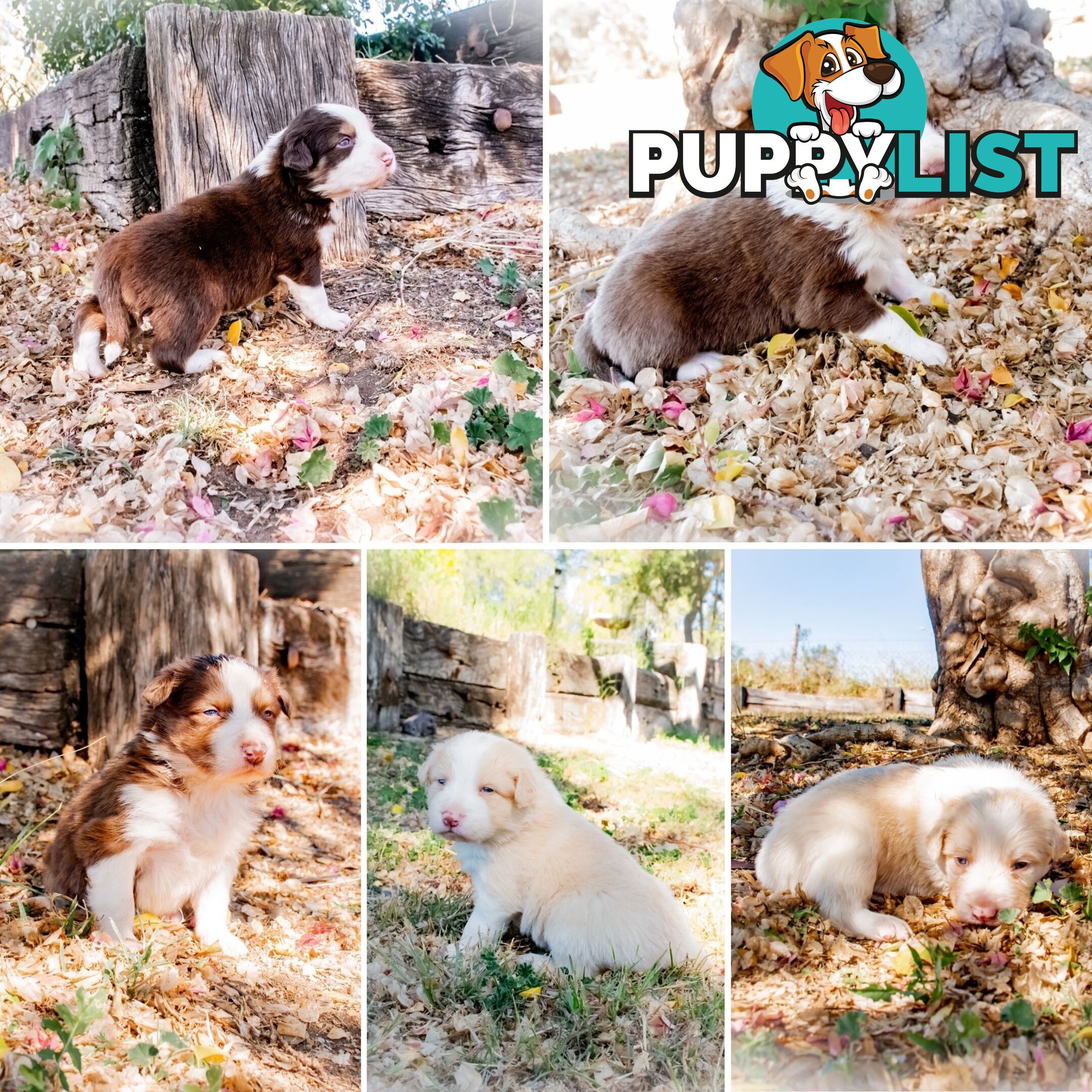 Purebred Border Collie Puppies