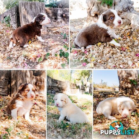 Purebred Border Collie Puppies