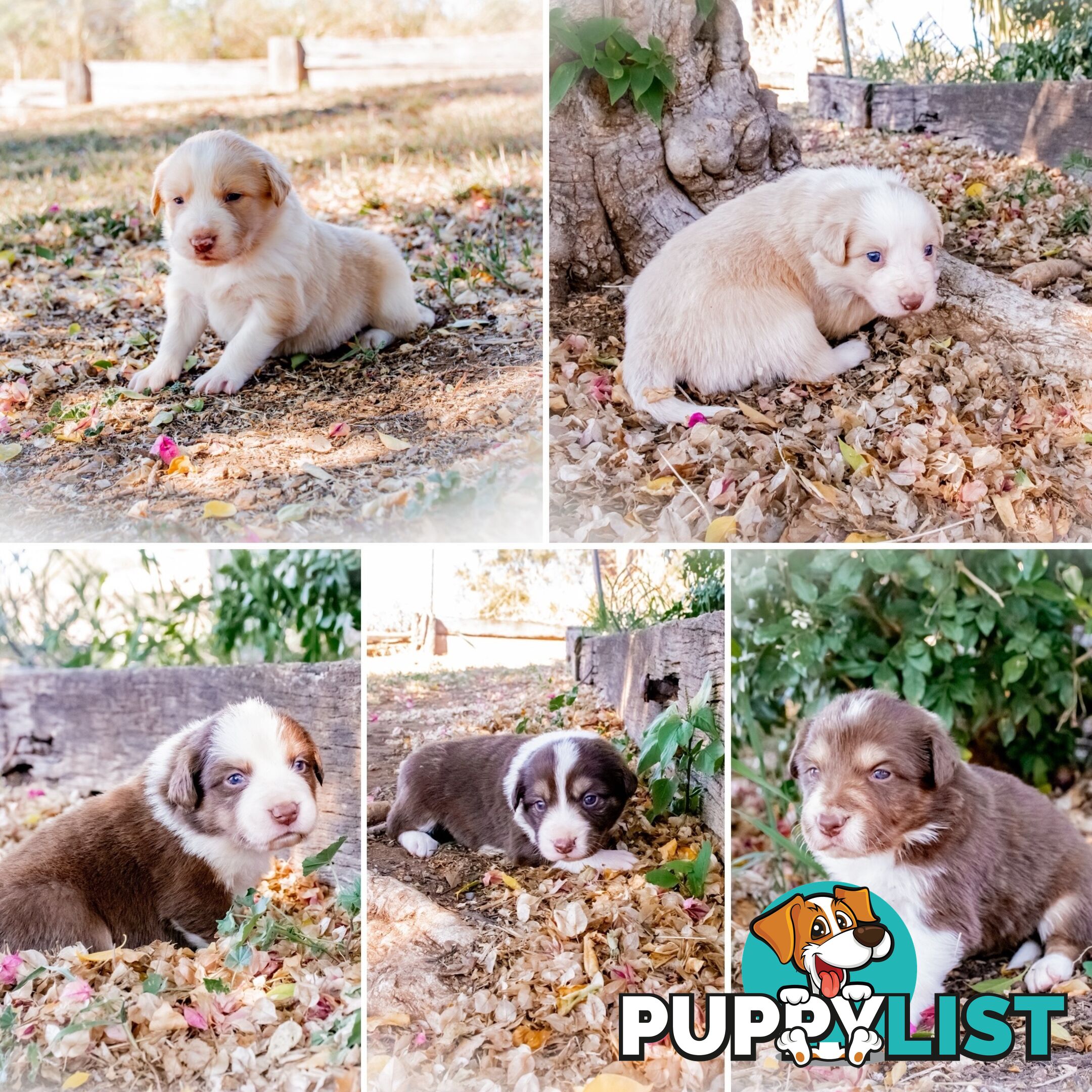 Purebred Border Collie Puppies