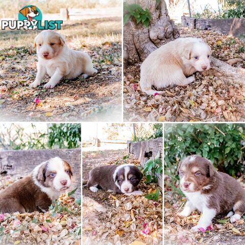 Purebred Border Collie Puppies