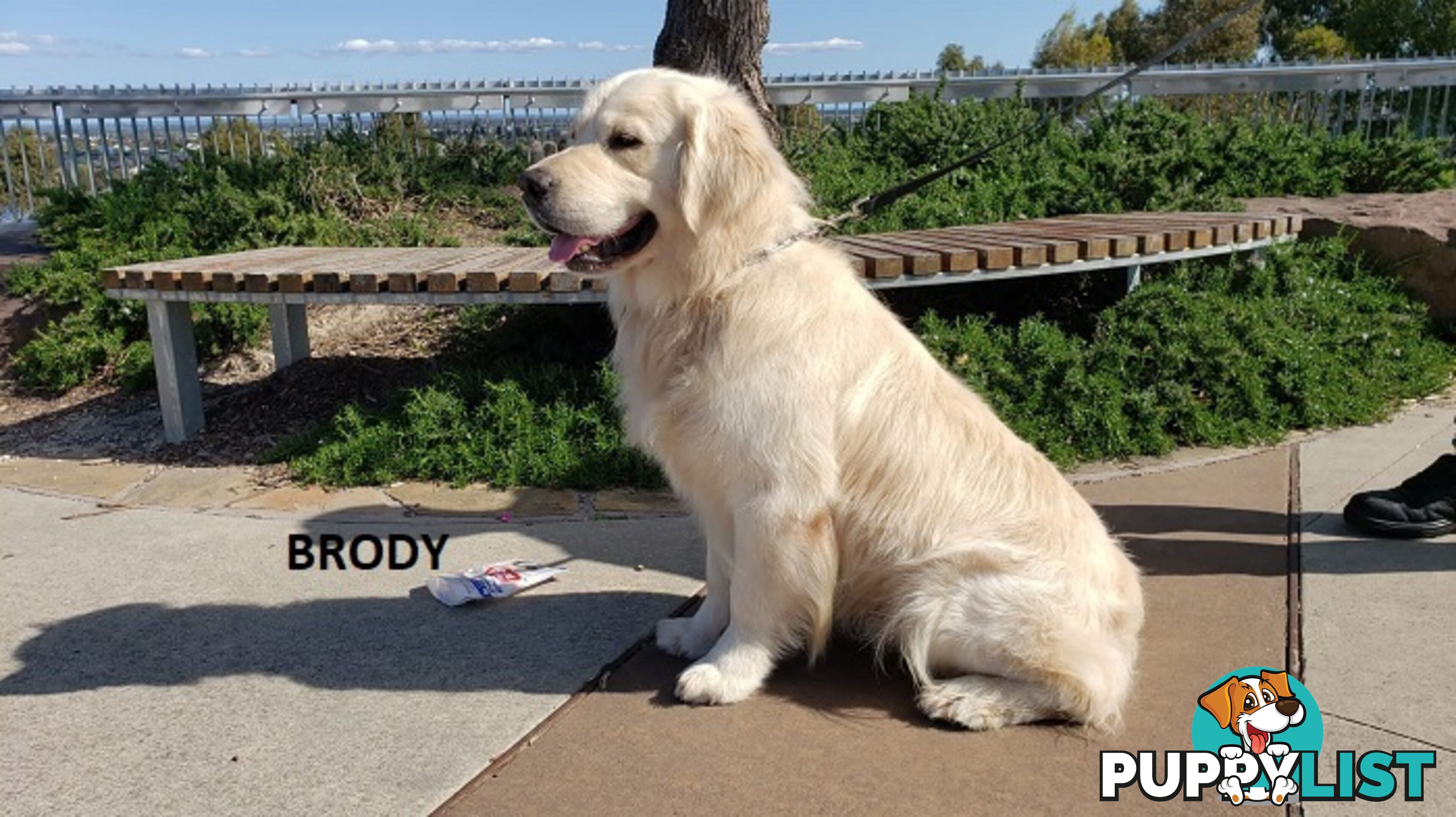 Stunning Pure Bred Golden Retriever Dogs for Stud duty