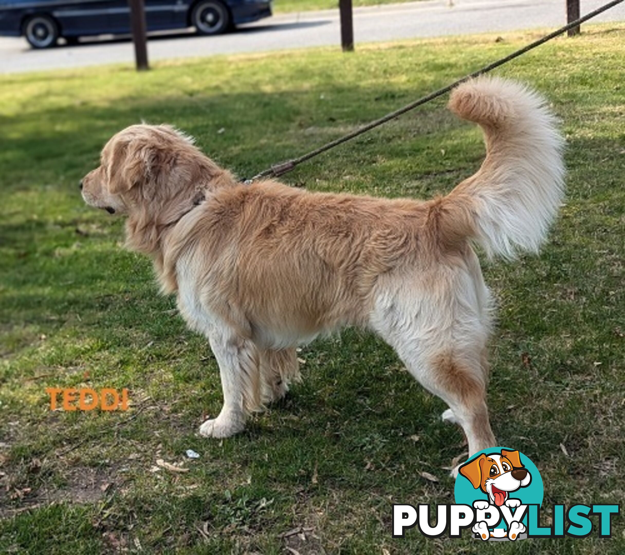 Stunning Pure Bred Golden Retriever Dogs for Stud duty