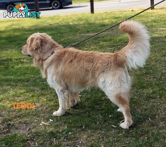 Stunning Pure Bred Golden Retriever Dogs for Stud duty