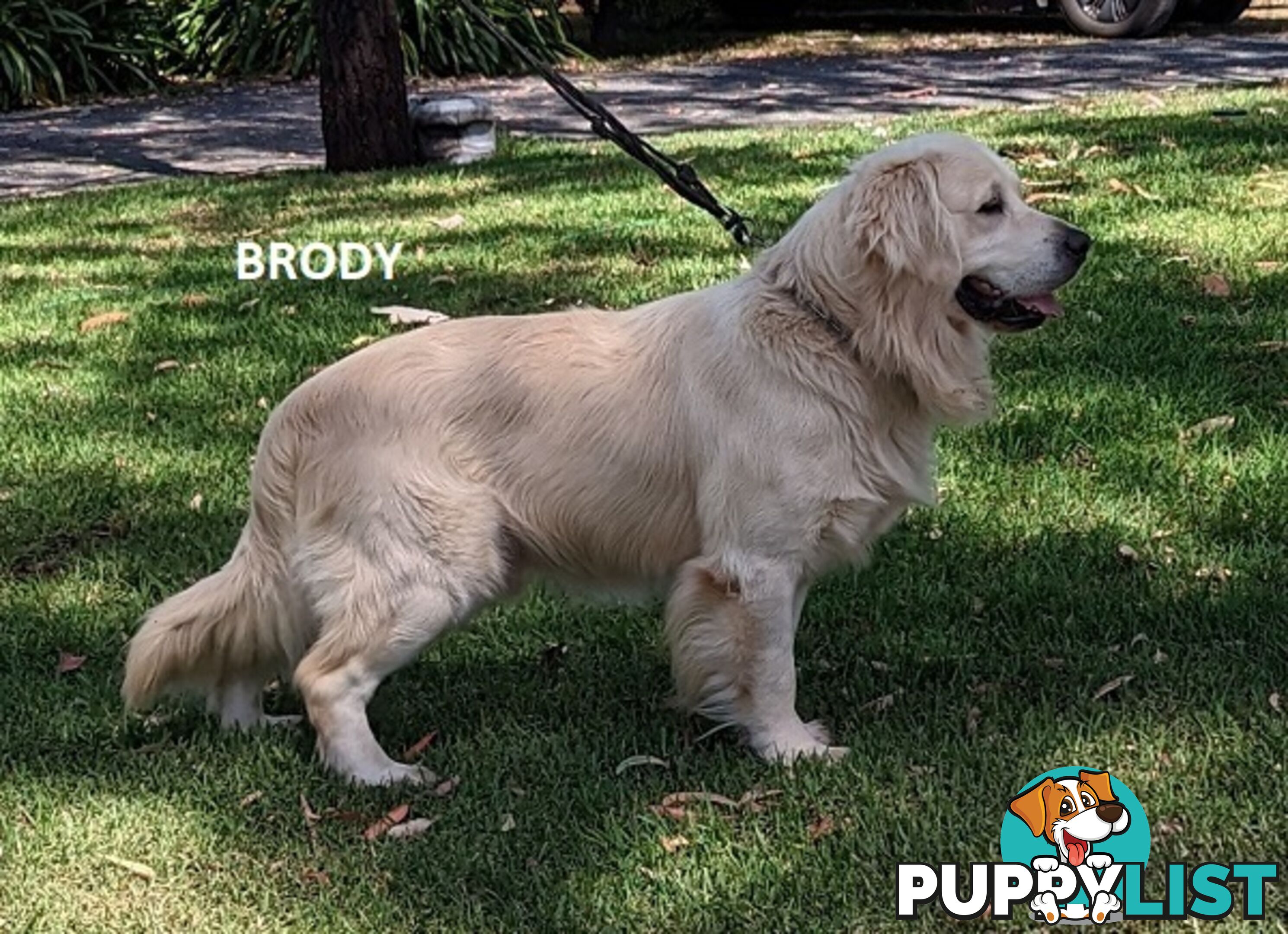 Stunning Pure Bred Golden Retriever Dogs for Stud duty