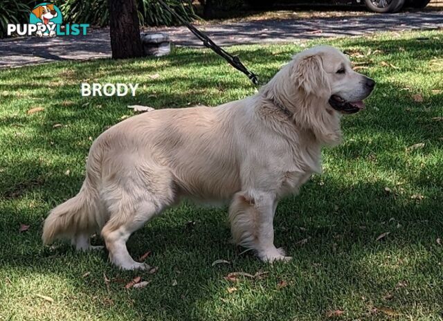 Stunning Pure Bred Golden Retriever Dogs for Stud duty