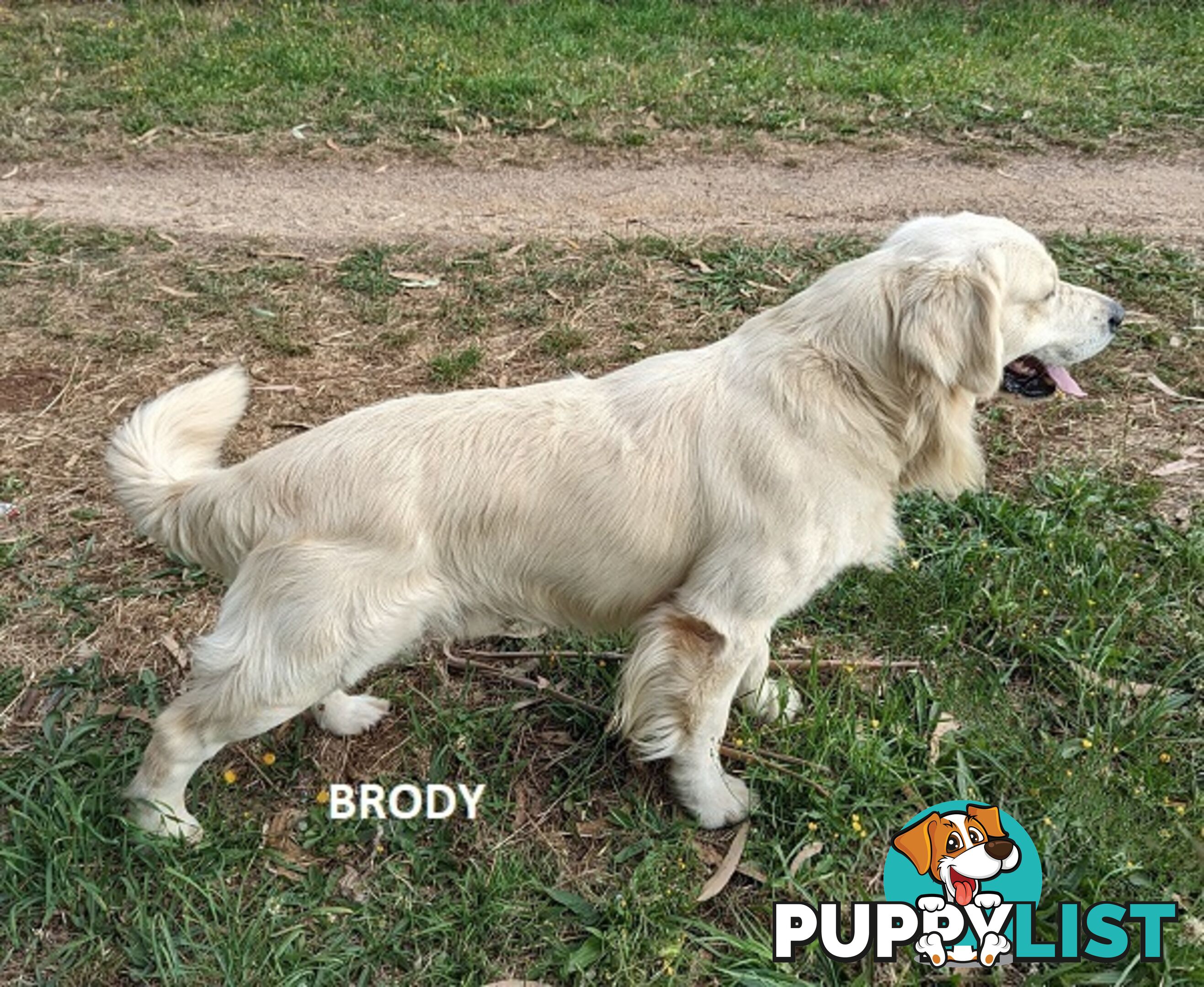 Stunning Pure Bred Golden Retriever Dogs for Stud duty