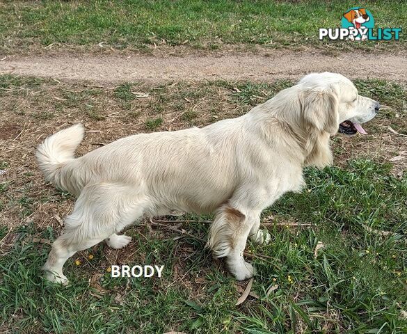 Stunning Pure Bred Golden Retriever Dogs for Stud duty