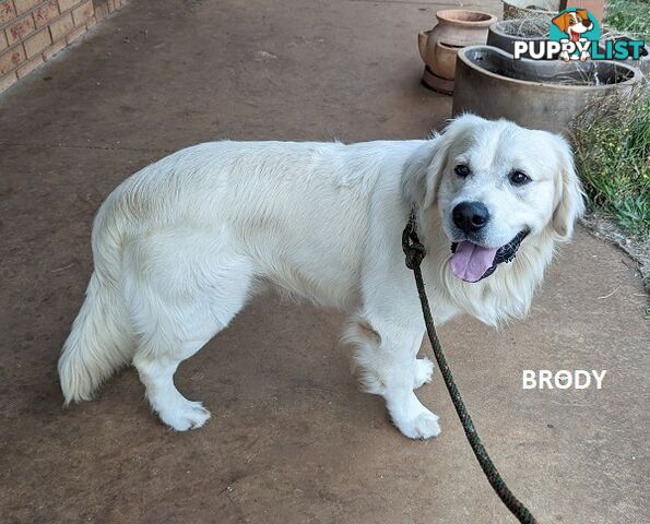 Stunning Pure Bred Golden Retriever Dogs for Stud duty