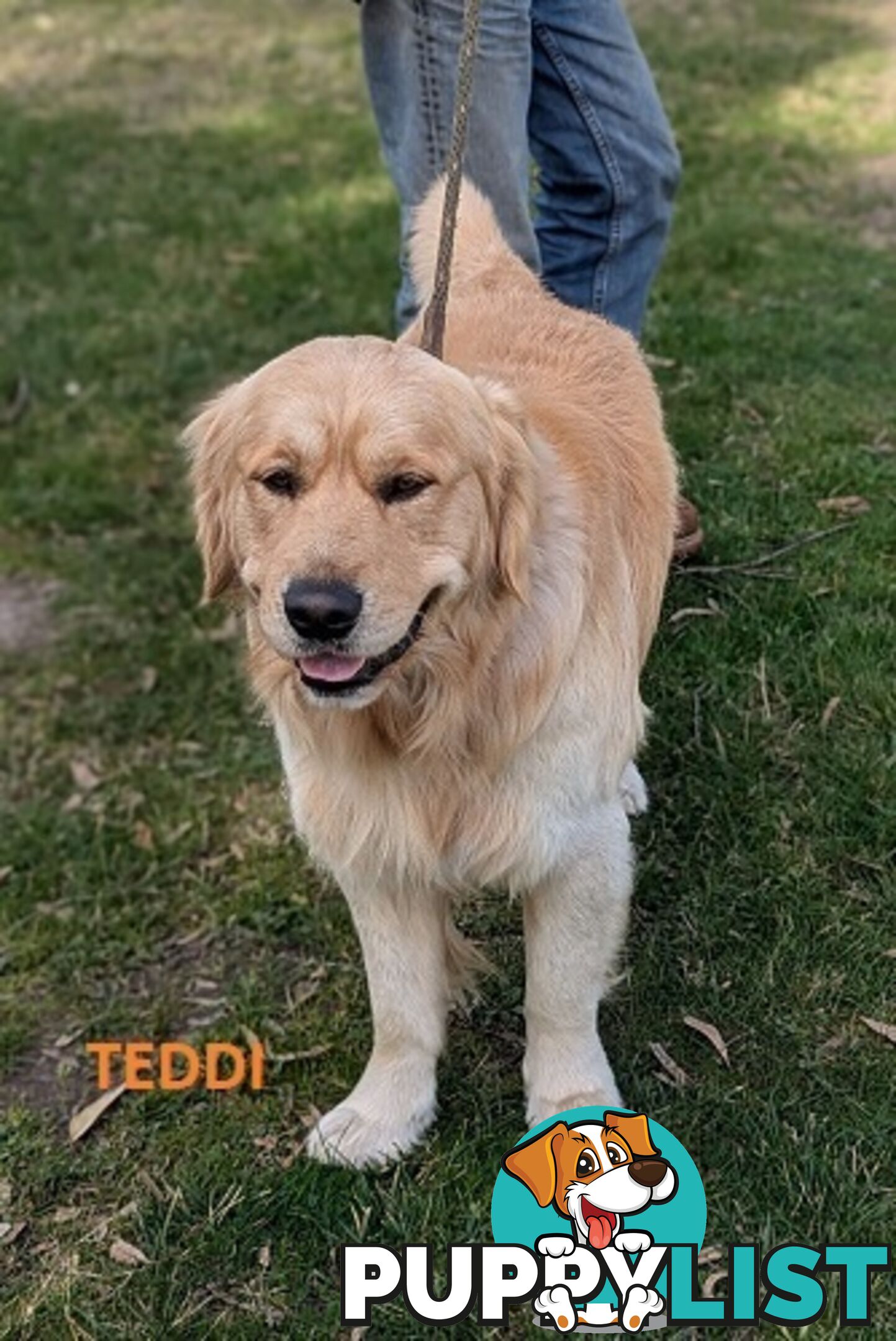 Stunning Pure Bred Golden Retriever Dogs for Stud duty