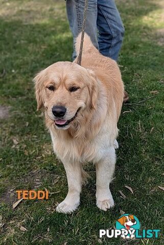 Stunning Pure Bred Golden Retriever Dogs for Stud duty