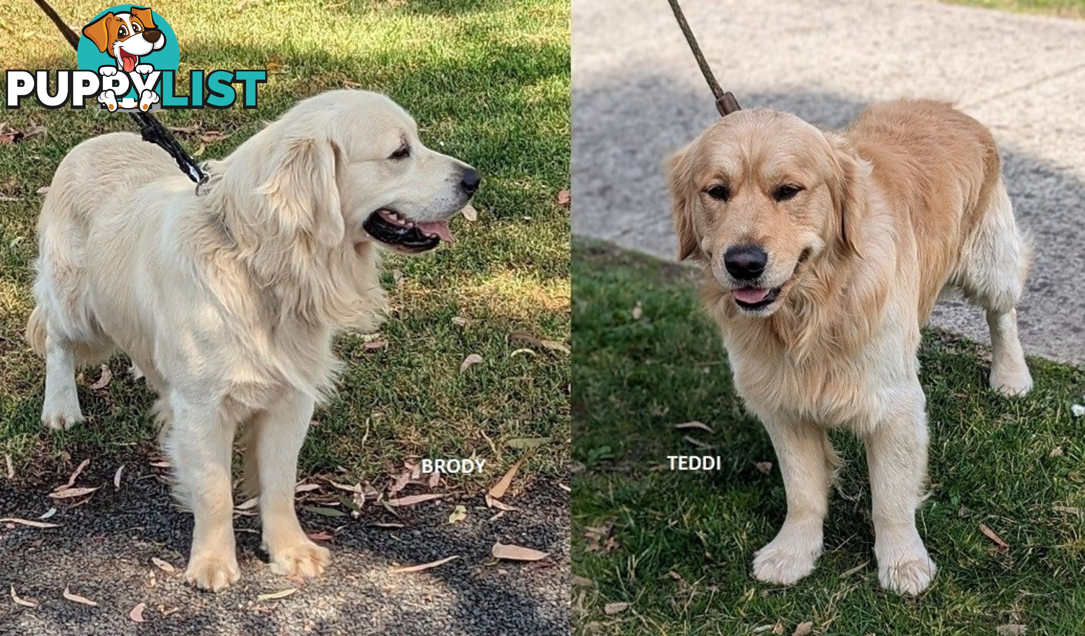 Stunning Pure Bred Golden Retriever Dogs for Stud duty