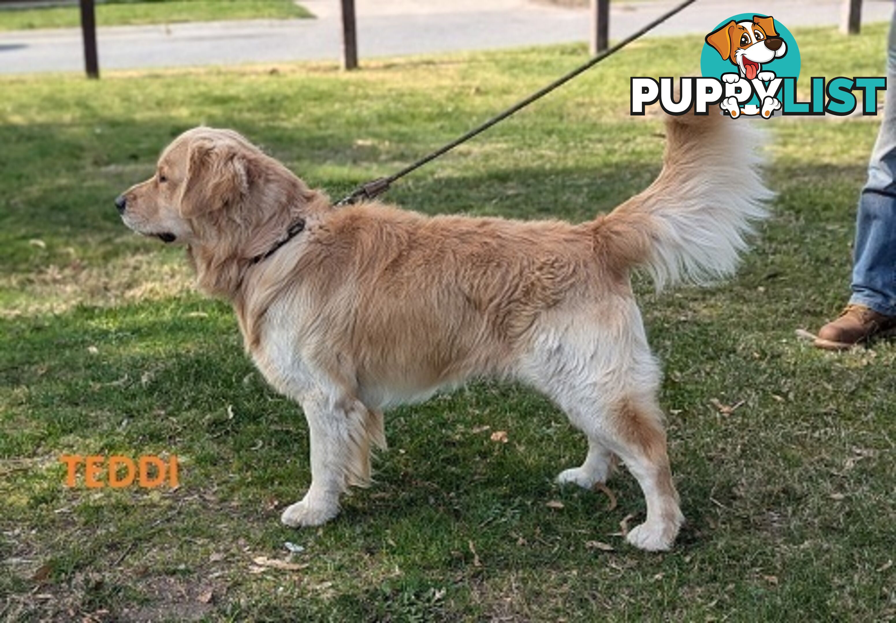 Stunning Pure Bred Golden Retriever Dogs for Stud duty