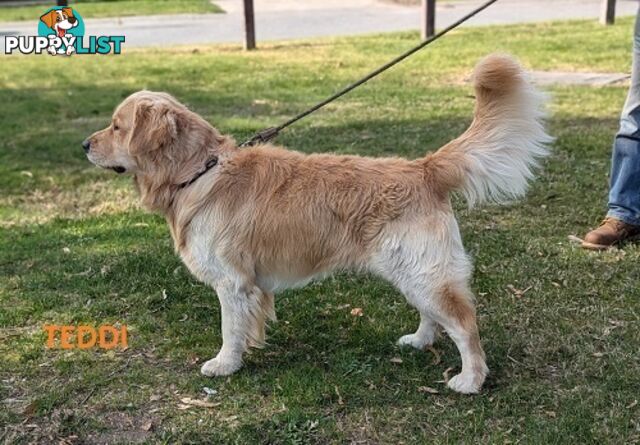 Stunning Pure Bred Golden Retriever Dogs for Stud duty