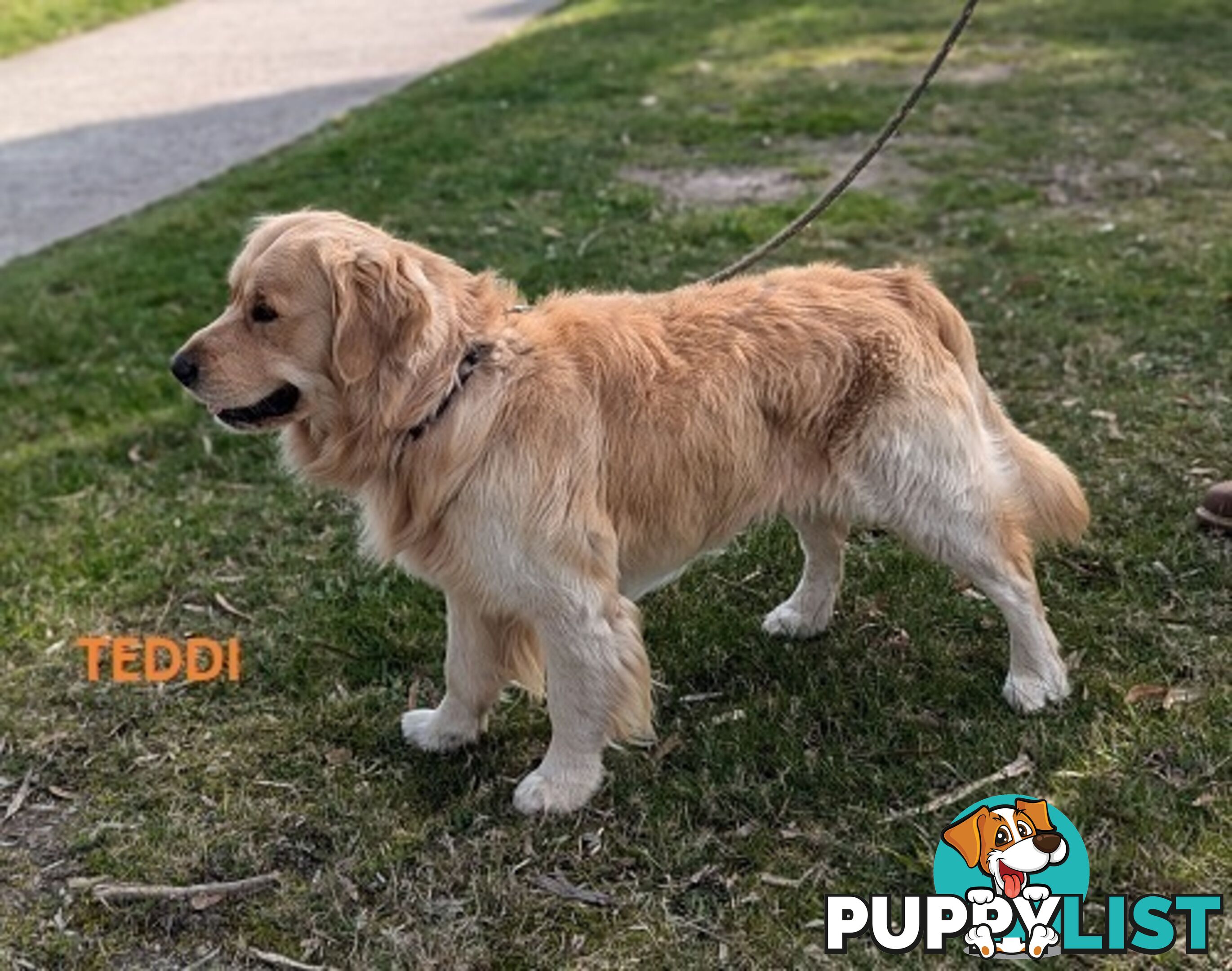 Stunning Pure Bred Golden Retriever Dogs for Stud duty