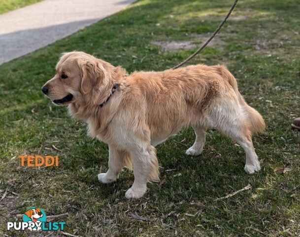 Stunning Pure Bred Golden Retriever Dogs for Stud duty