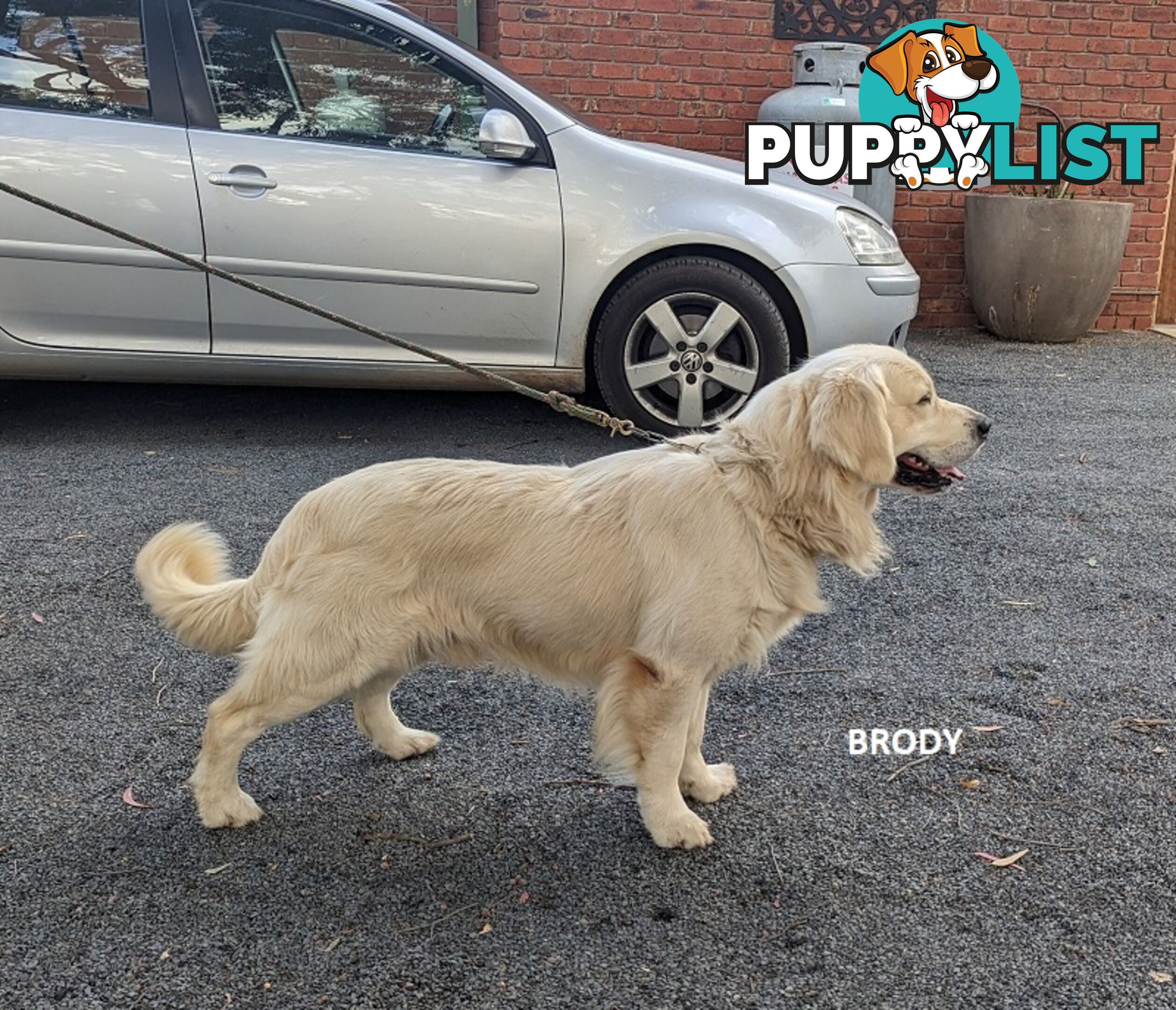 Stunning Pure Bred Golden Retriever Dogs for Stud duty