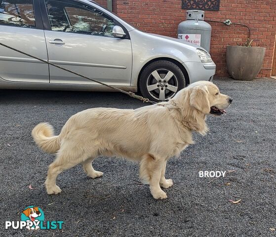 Stunning Pure Bred Golden Retriever Dogs for Stud duty