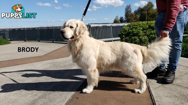 Stunning Pure Bred Golden Retriever Dogs for Stud duty