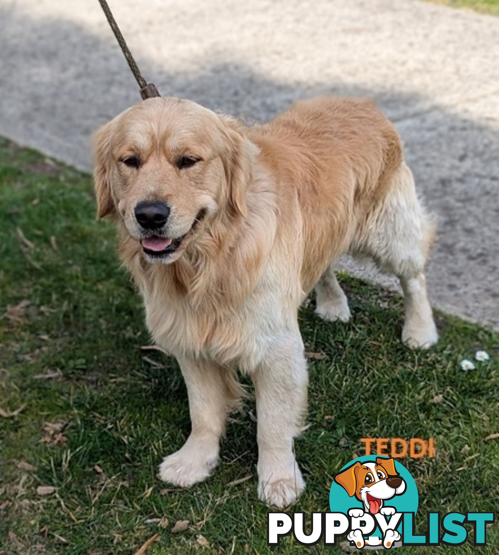 Stunning Pure Bred Golden Retriever Dogs for Stud duty