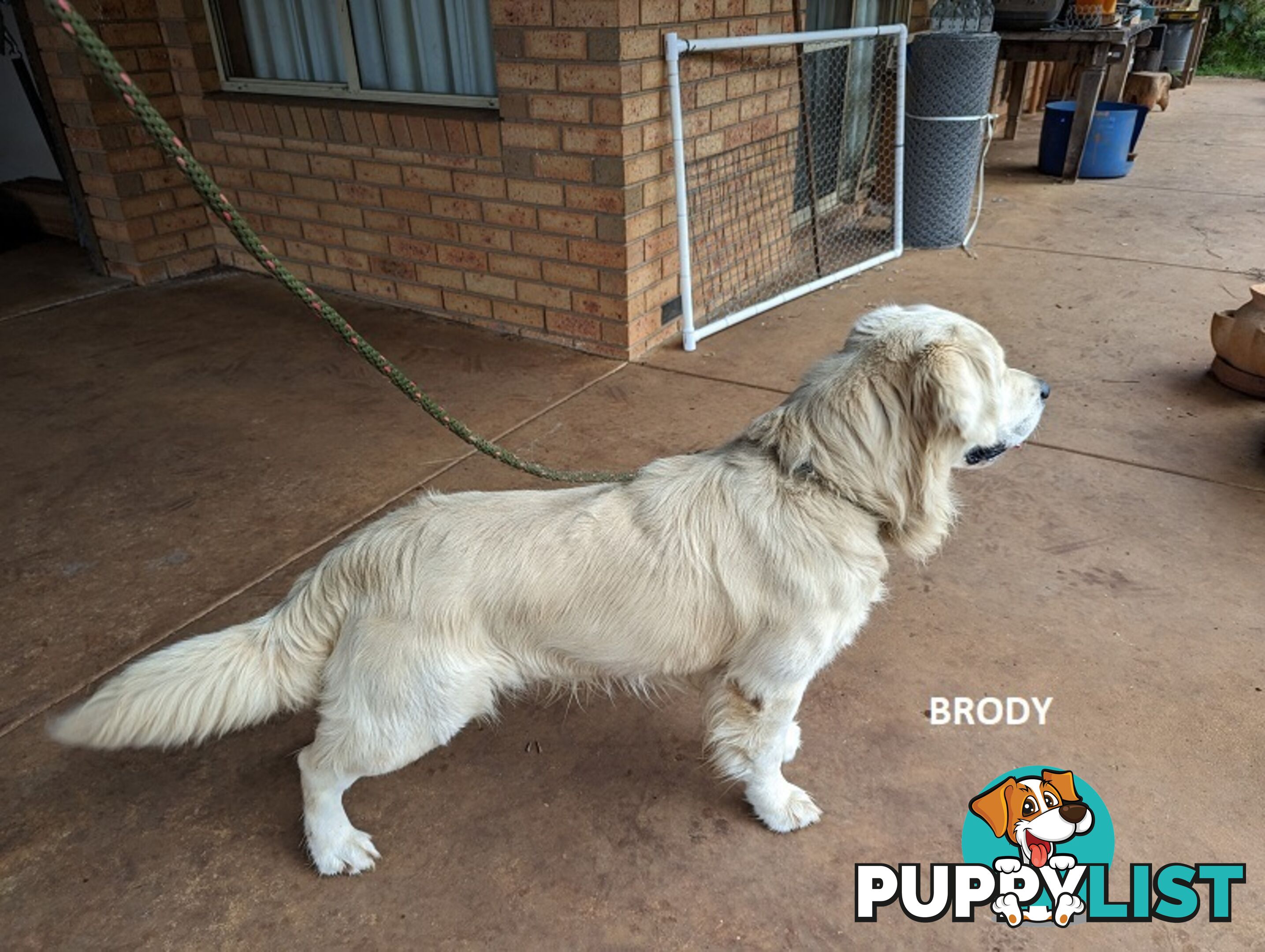 Stunning Pure Bred Golden Retriever Dogs for Stud duty