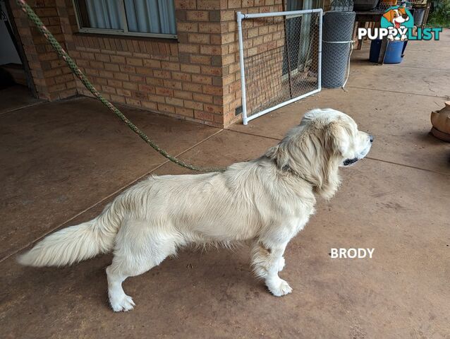 Stunning Pure Bred Golden Retriever Dogs for Stud duty