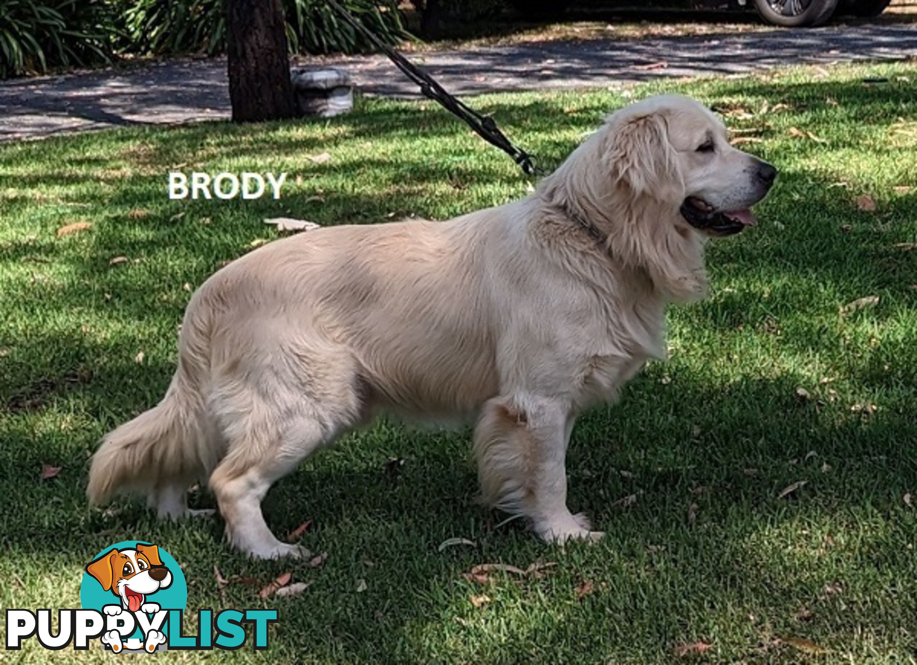 Stunning Pure Bred Golden Retriever Dogs for Stud duty